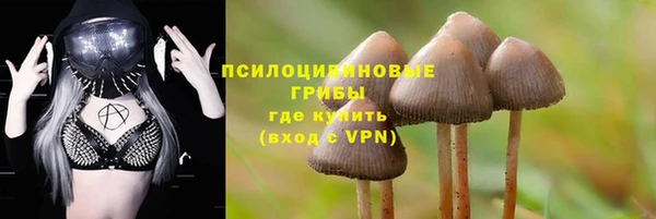 сатива Бородино
